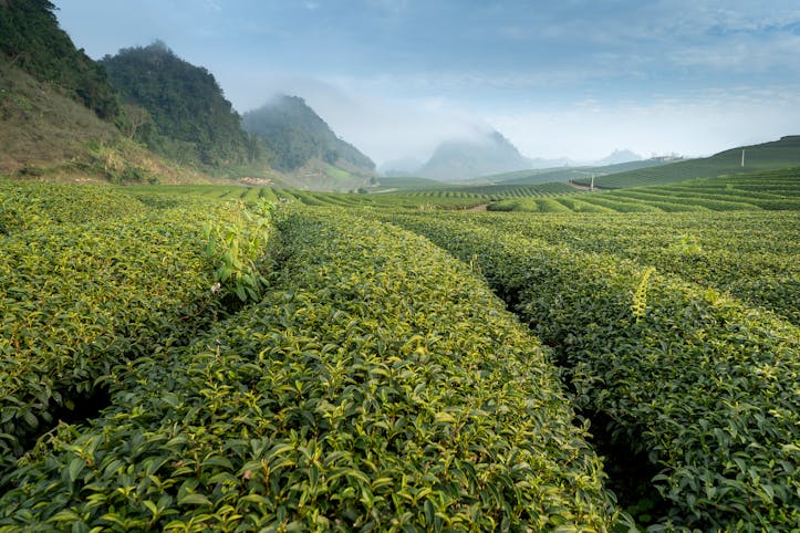Fasting Tea Benefits: The Jason Fung Green Tea Guide