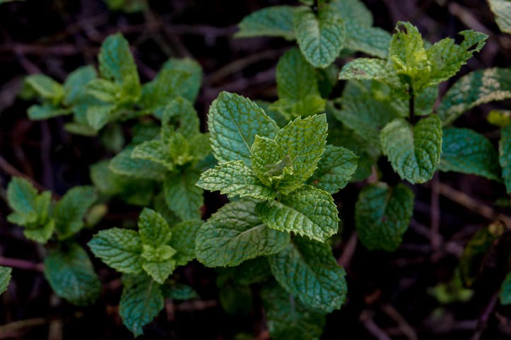 Peppermint Tea: The Perfect Choice for Fasting