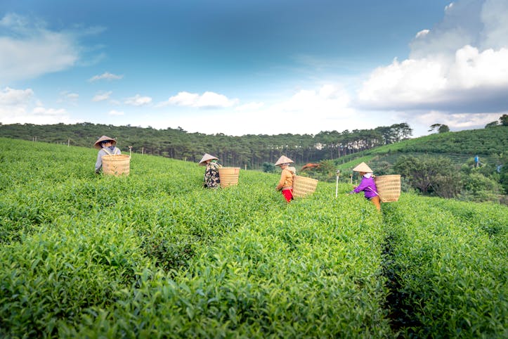 Fasting Tea Benefits: Exploring Green Herbal Fasting Tea Celeiro